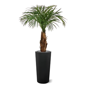 Palmeira Artificial Areca C/ Tronco de Madeira Real 110 Cm