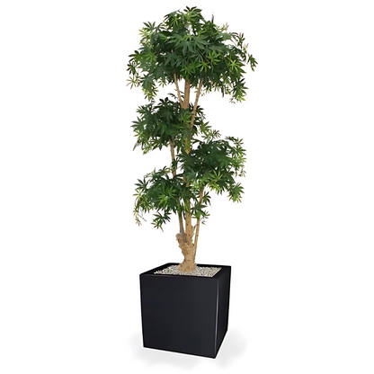 Bonsai Acer Deluxe Verde Borgoña 170 Cm