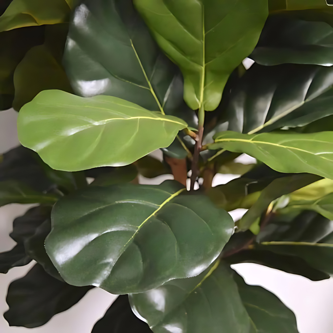 Planta Artificial Ficus Lyrata Deluxe 155 Cm