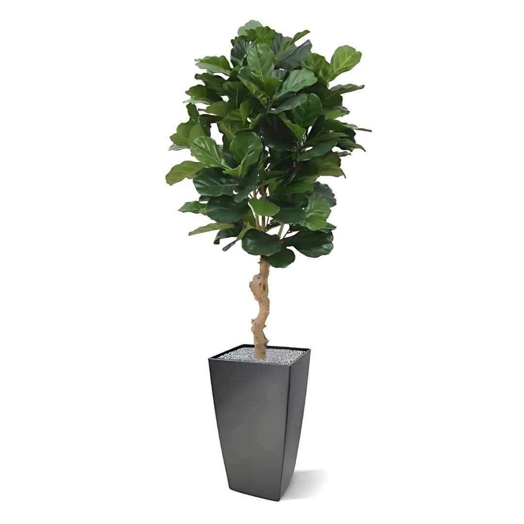 Planta Artificial Ficus Lyrata Deluxe 155 Cm