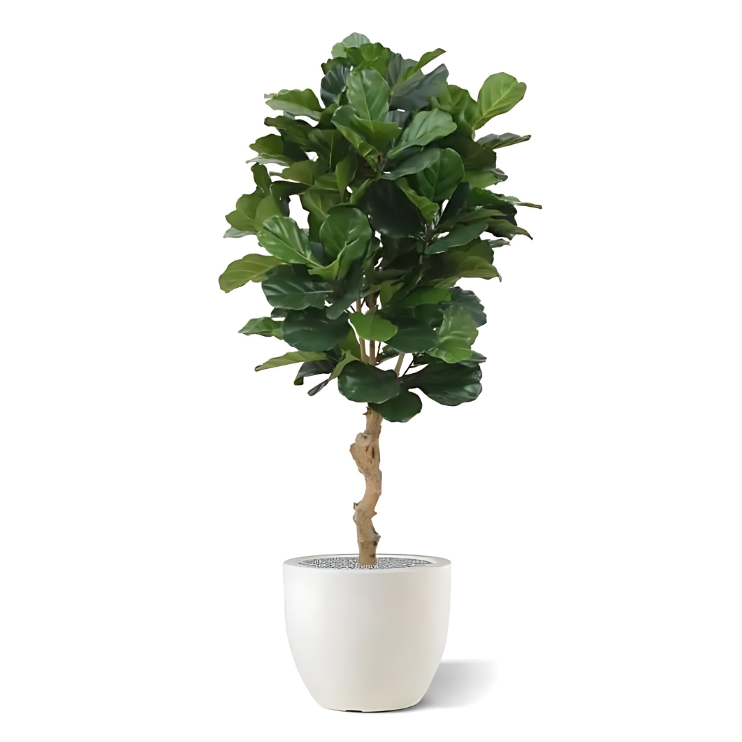 Planta Artificial Ficus Lyrata Deluxe 155 Cm