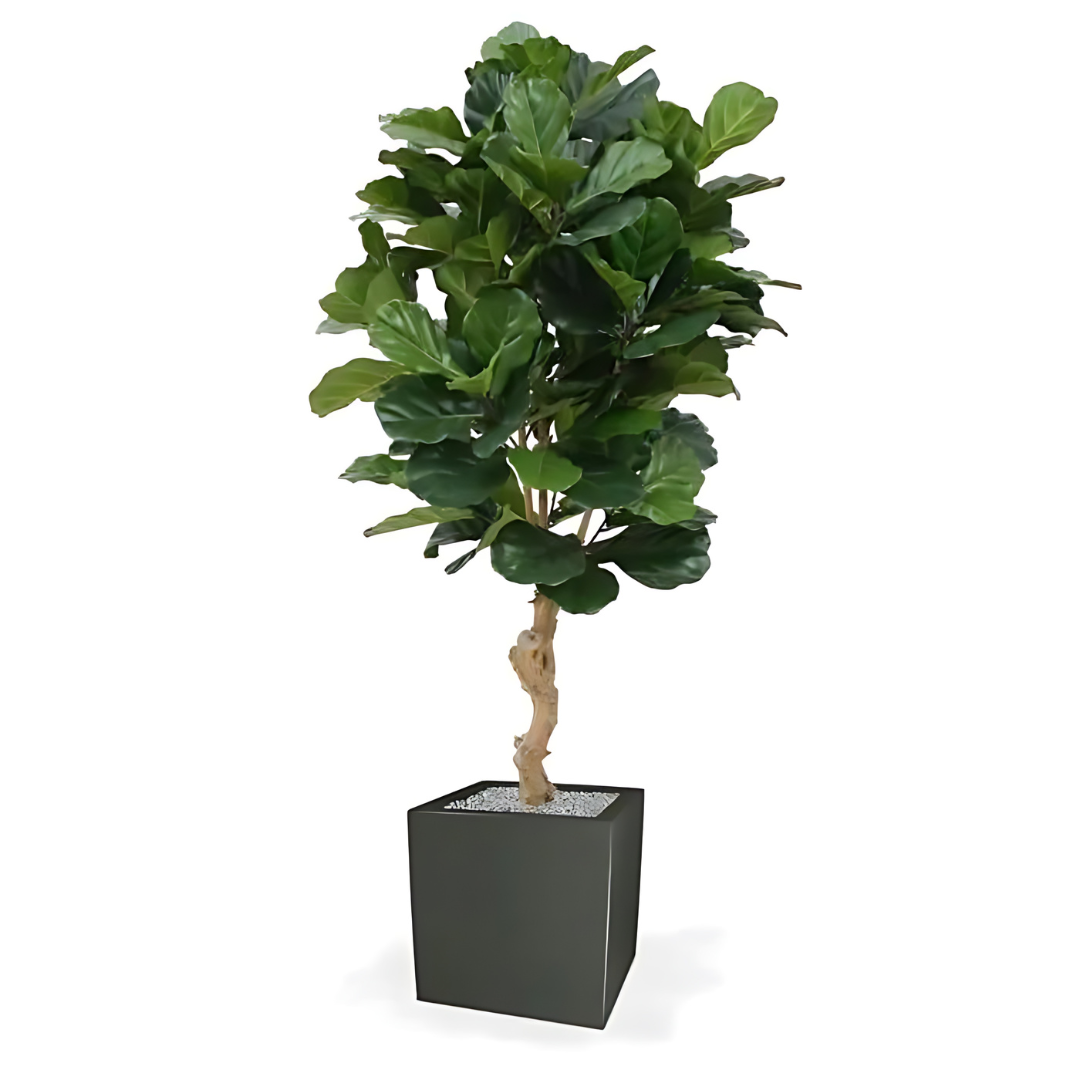 Planta Artificial Ficus Lyrata Deluxe 155 Cm