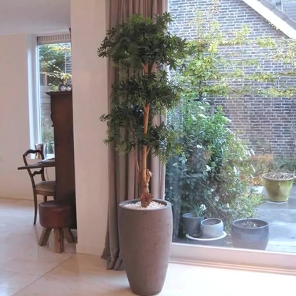 Bonsai Acer Deluxe Verde Borgoña 170 Cm