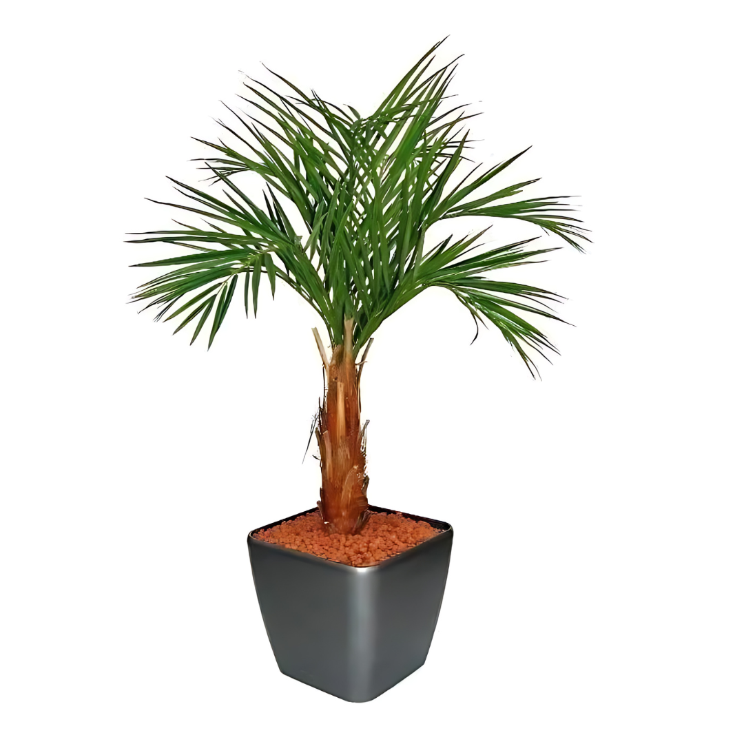 Palmeira Artificial Areca C/ Tronco de Madeira Real 110 Cm