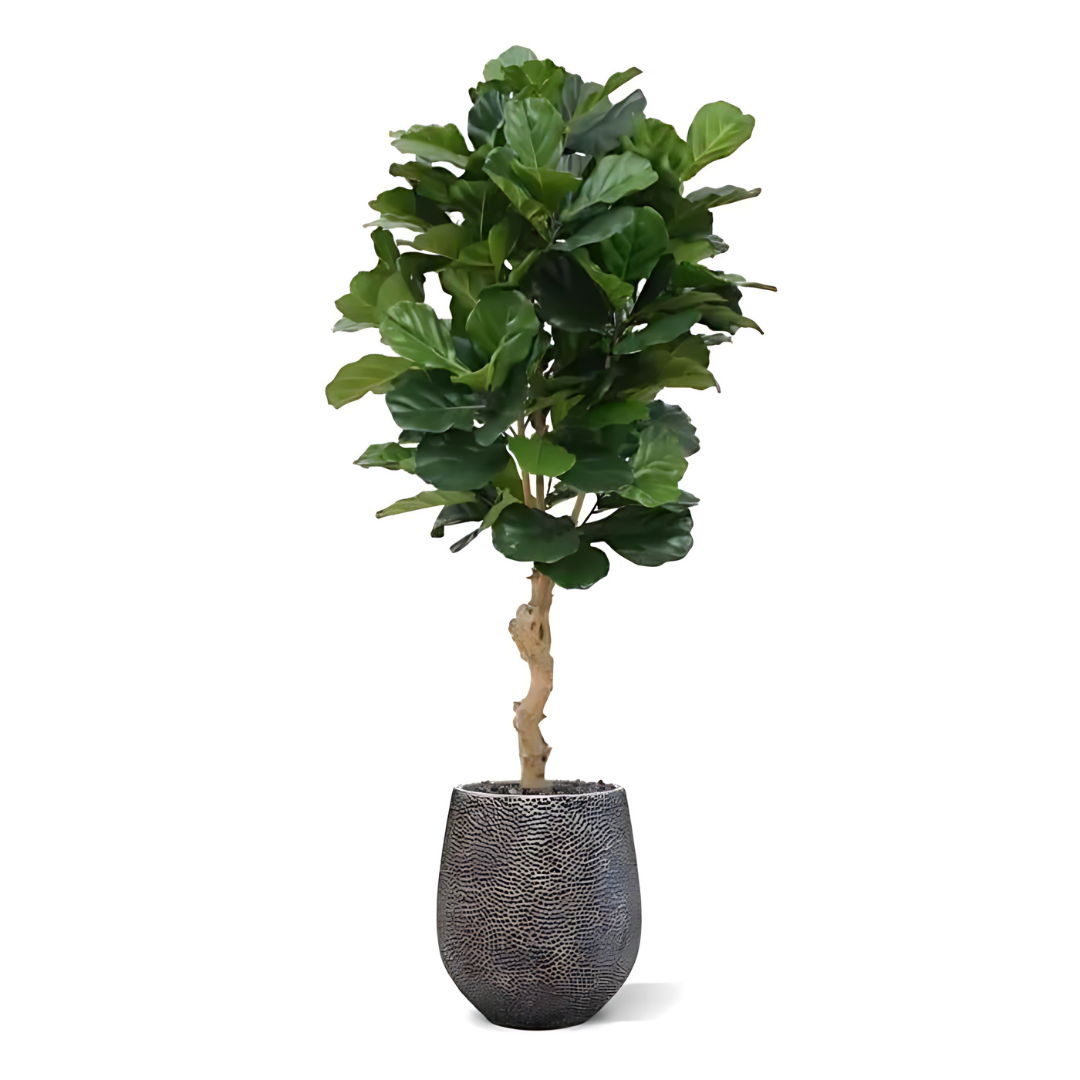 Planta Artificial Ficus Lyrata Deluxe 155 Cm