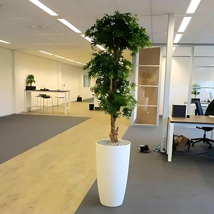 Bonsai Acer Deluxe Verde Borgoña 170 Cm