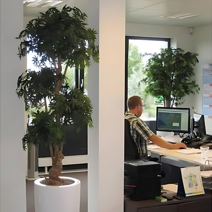 Bonsai Acer Deluxe Verde Borgoña 170 Cm