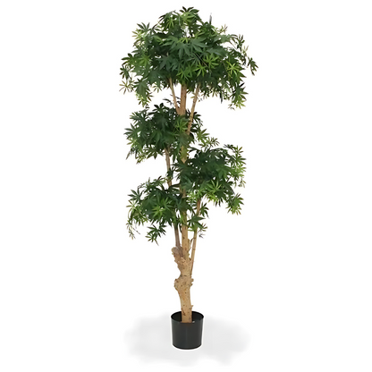 Bonsai Acer Deluxe Verde Borgoña 170 Cm