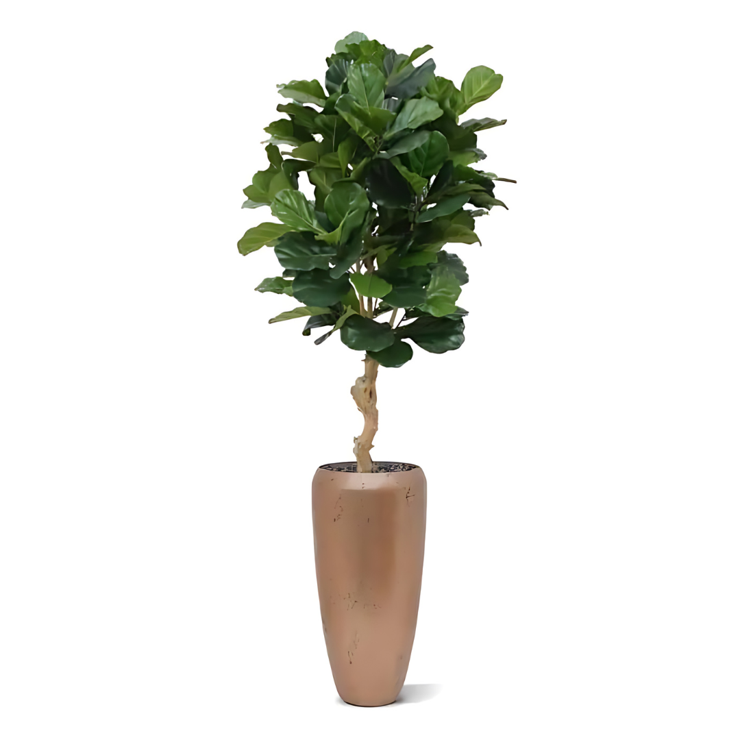 Planta Artificial Ficus Lyrata Deluxe 155 Cm