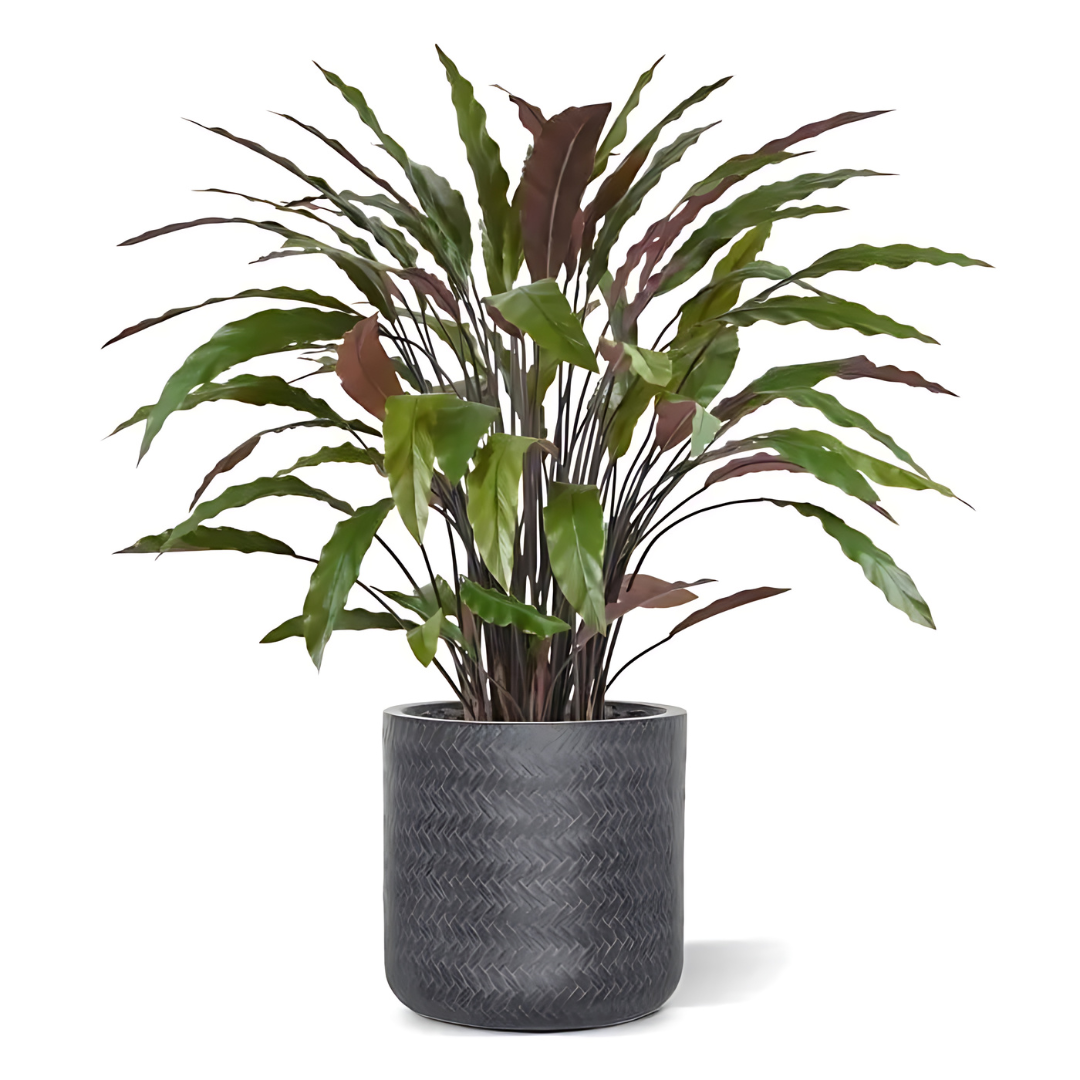 Planta Artificial Calathea  80 Cm - Verde/Vermelho