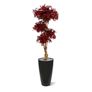 Bonsai Borgonha Acer Deluxe Vermelho 170 Cm