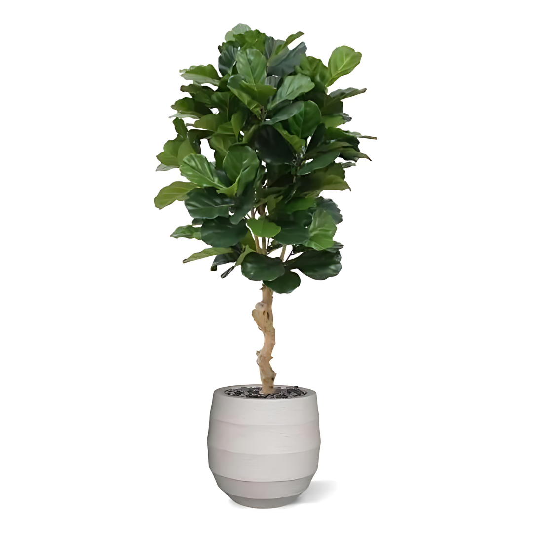 Planta Artificial Ficus Lyrata Deluxe 155 Cm