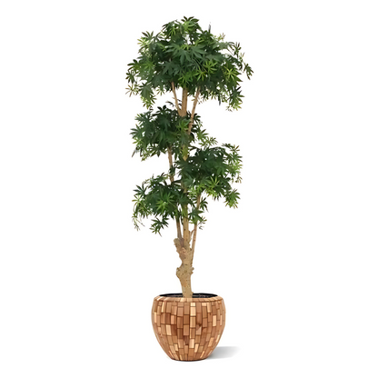 Bonsai Acer Deluxe Verde Borgoña 170 Cm