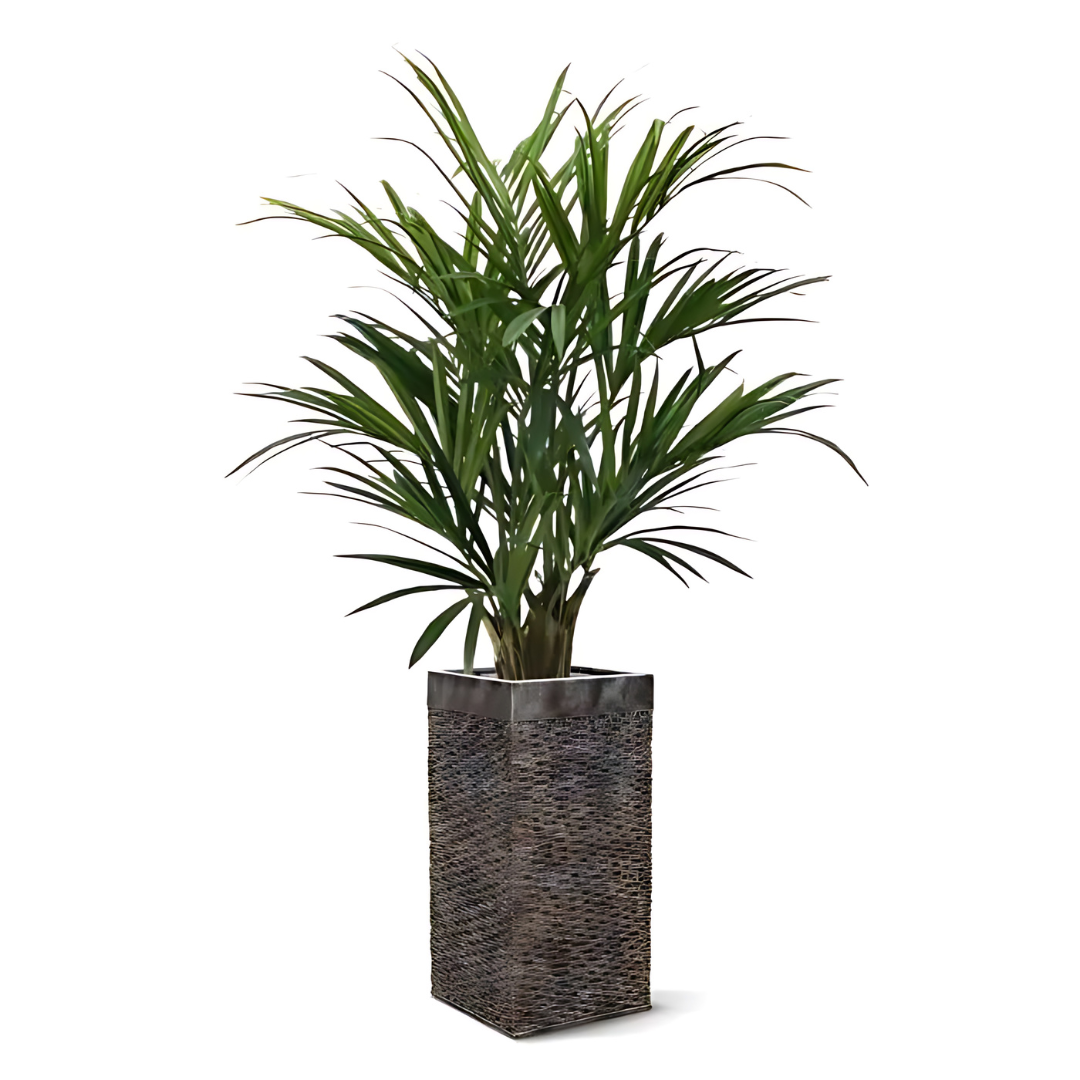 Palmeira Artificial Kentia Deluxe XL 140 cm