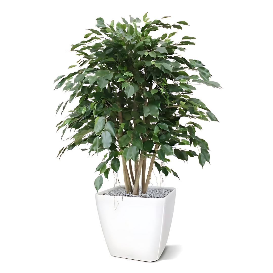 Planta artificial exótica ficus xl 110 cm