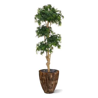 Bonsai Acer Deluxe Verde Borgoña 170 Cm