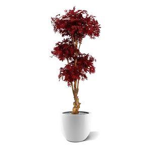 Bonsai Borgonha Acer Deluxe Vermelho 170 Cm