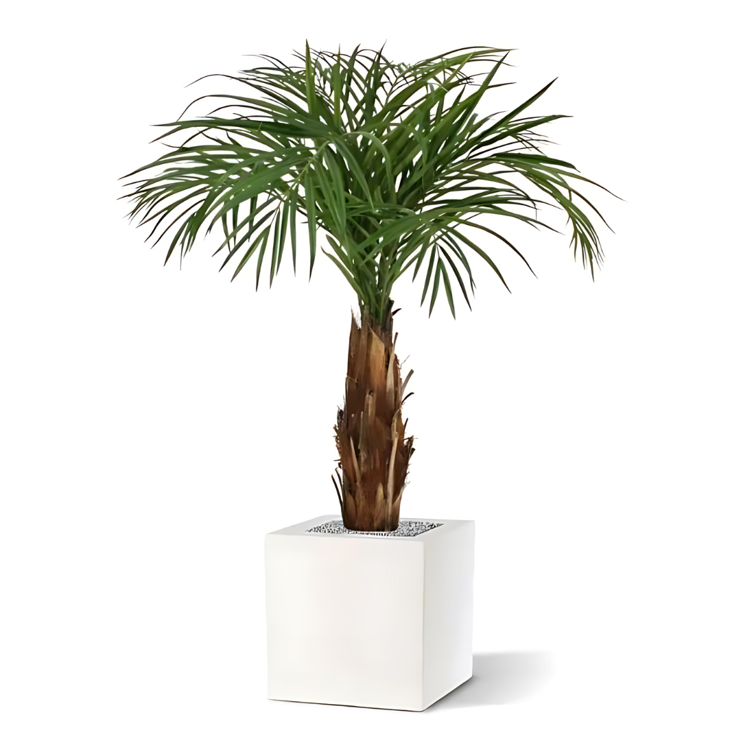 Palmeira Artificial Areca C/ Tronco de Madeira Real 110 Cm