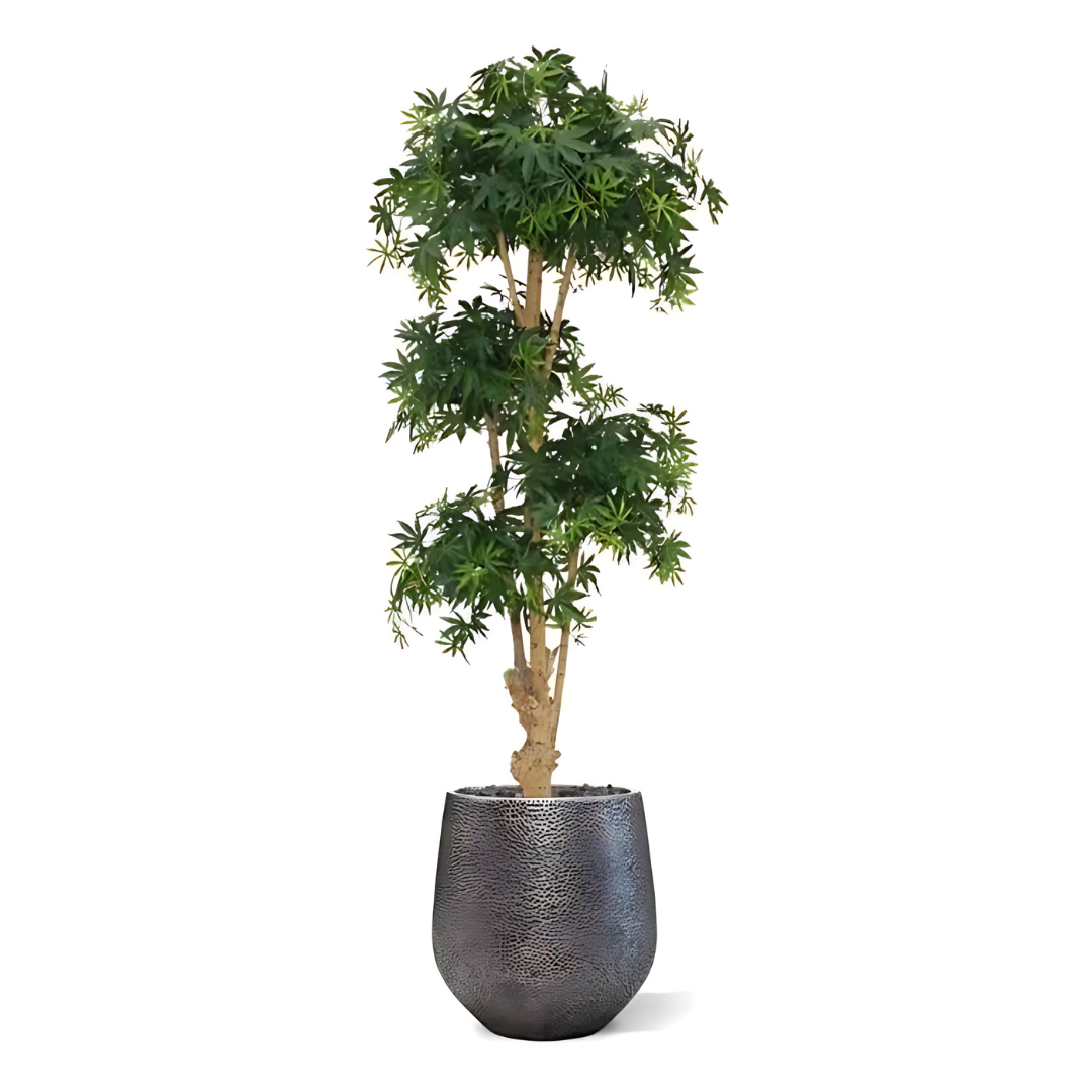 Bonsai Borgonha Acer Deluxe Verde 170 Cm