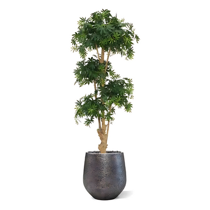 Bonsai Acer Deluxe Verde Borgoña 170 Cm