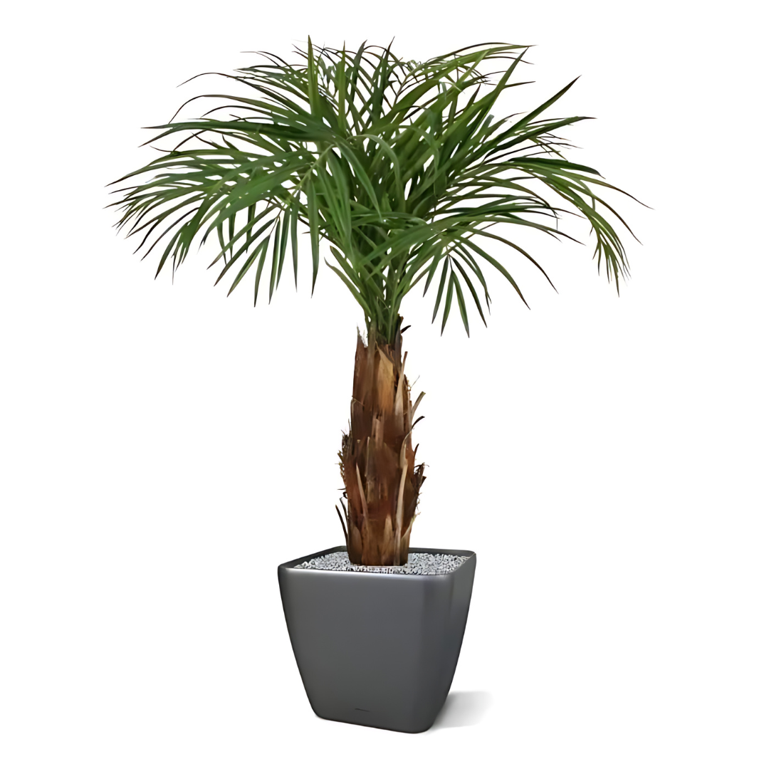 Palmeira Artificial Areca C/ Tronco de Madeira Real 110 Cm