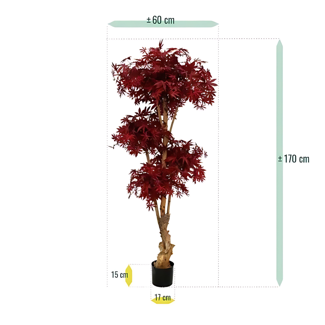 Bonsai Borgonha Acer Deluxe Vermelho 170 Cm