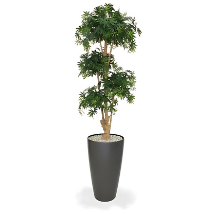 Bonsai Acer Deluxe Verde Borgoña 170 Cm